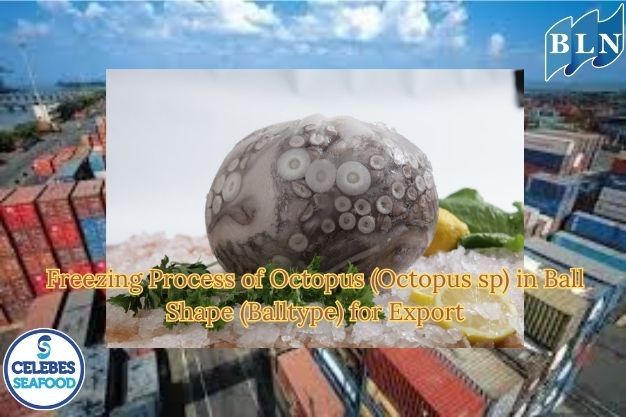 Freezing Process of Octopus (Octopus sp) in Ball Shape (Balltype) for Export